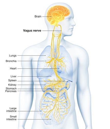 Vagus nerve anatomy